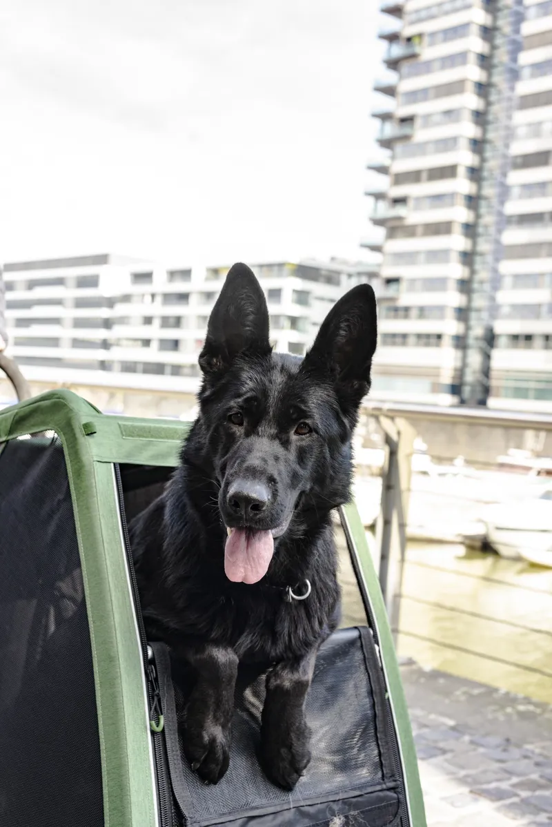 Croozer Brunno Dog Trailer 45 kg in Pine Green-6